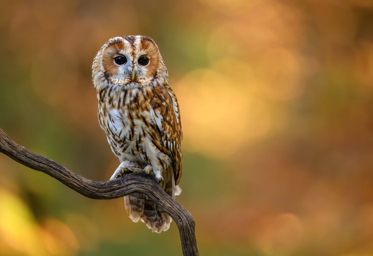 Tawny owl sitting in the forest
